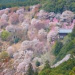 Mt Yoshino and Mt Koya Multi Day Tour From Osaka - The Sum Up