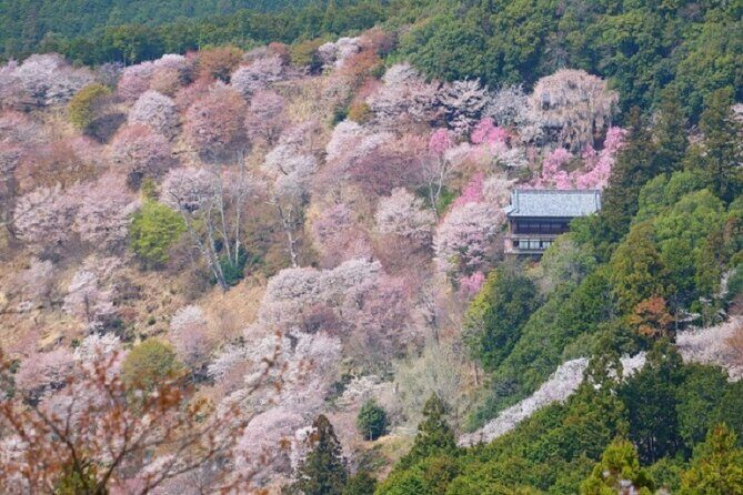 Mt Yoshino and Mt Koya Multi Day Tour From Osaka - The Sum Up