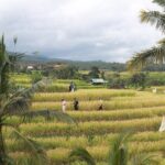 Munduk Private Customized Highlights Tour - Why This Tour Stands Out