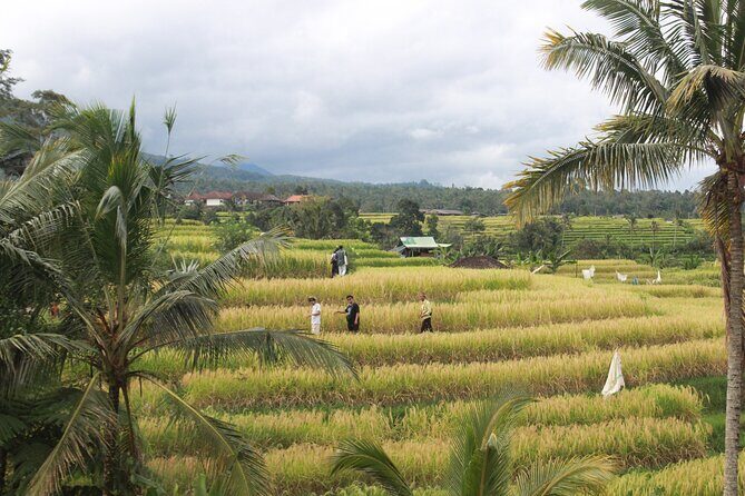 Munduk Private Customized Highlights Tour - Why This Tour Stands Out