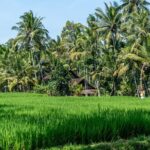 Munduk: Tamblingan jungle trek, waterfall, Ulun Danu temple - Final Thoughts