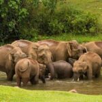 Munnar: Anakulam Jeep Safari with Waterfall and Elephant - Full-Day Itinerary Breakdown