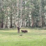 Munnar : Private One Day Tour from Kochi. Free Pickup-Drop - Who Is This Tour Best For?