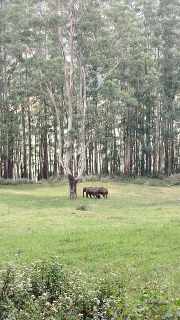 Munnar : Private One Day Tour from Kochi. Free Pickup-Drop - Who Is This Tour Best For?