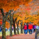 Naejangsan National Park Autumn Foliage One Day Tour from Busan - Why This Tour Is a Great Choice