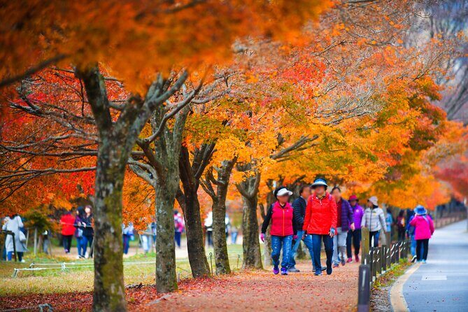 Naejangsan National Park Autumn Foliage One Day Tour from Busan - Why This Tour Is a Great Choice