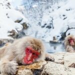Nagano's Famous Snow Monkeys -Personalized Private Tour - Final Thoughts