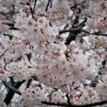 Nagoya City Cherry Blossom Private Sightseeing Tour - Who Should Consider This Tour?