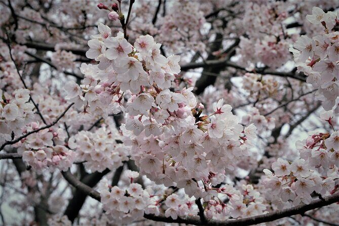 Nagoya City Cherry Blossom Private Sightseeing Tour - Who Should Consider This Tour?