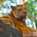 Nagpur: Pench National Park Official Safari with Transfers - In-Depth Look at the Itinerary