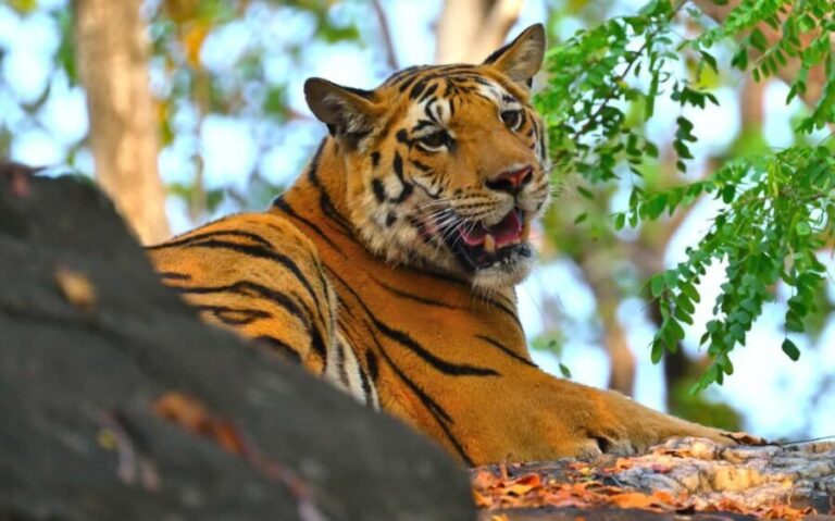 Nagpur: Pench National Park Official Safari with Transfers - In-Depth Look at the Itinerary