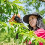 Nakatsu Orchard Fruit Tasting Tour - What You’ll See and Do