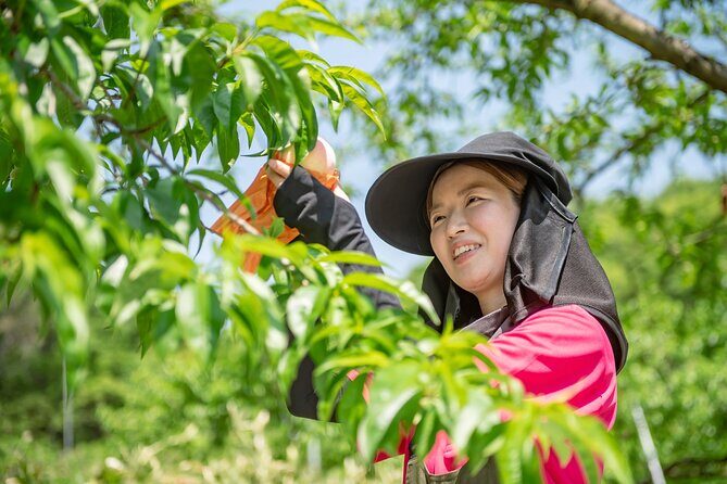 Nakatsu Orchard Fruit Tasting Tour - What You’ll See and Do