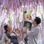 Nami Island and Begonia Bird Park Tour from Seoul (opt Railbike) - Deep Dive into the Itinerary