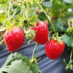Nami Island & Strawberry Picking and Jam Making & Railbike - FAQs