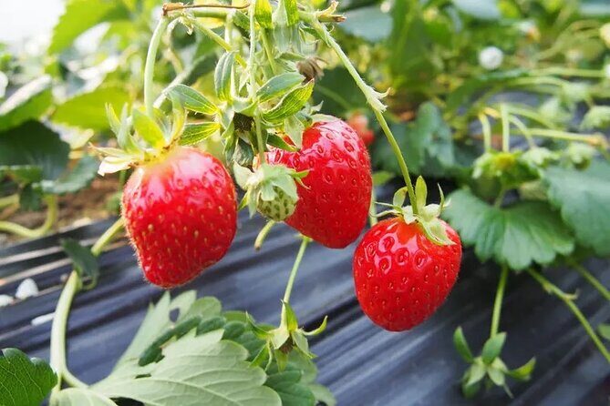 Nami Island & Strawberry Picking and Jam Making & Railbike - FAQs