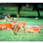 Nara Afternoon Tour from Kyoto - A Close Look at the Itinerary