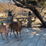 Nara and Fushimi Inari, the sacred heart of Japan - Who Should Consider This Tour?