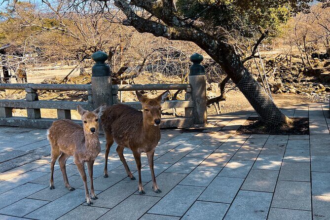 Nara and Fushimi Inari, the sacred heart of Japan - Who Should Consider This Tour?
