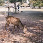 Nara and kyoto adventures private vehicle tour - FAQ