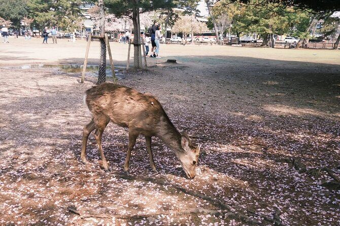 Nara and kyoto adventures private vehicle tour - FAQ