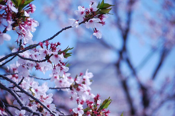 Nara: Enjoy Highlight Of Nara in 3 hours - What We Like and Consider
