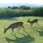 Nara: Hike Mt. Wakakusa and Encounter Wild, Free-Roaming Deer - Practical Aspects and Value