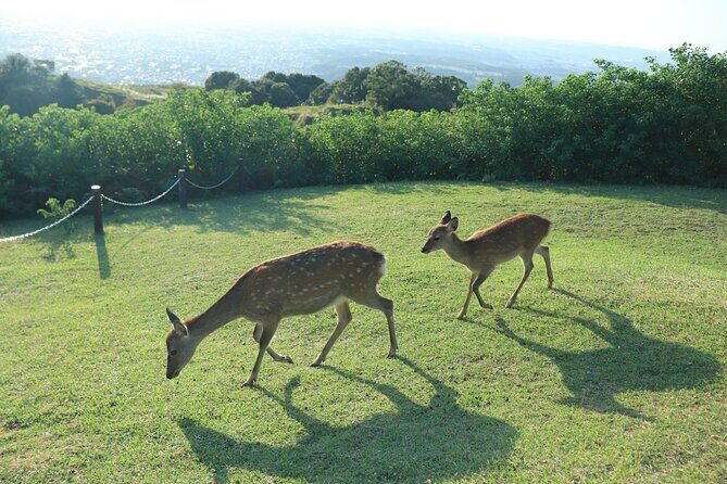 Nara: Hike Mt. Wakakusa and Encounter Wild, Free-Roaming Deer - Practical Aspects and Value
