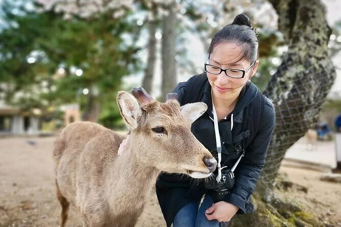 Nara Private Car City Tour - Final Thoughts: Is It Worth It?