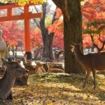 Nara Private Day Trip - Enjoy Your First-Time Visit to Nara! - Who Should Consider This Tour?
