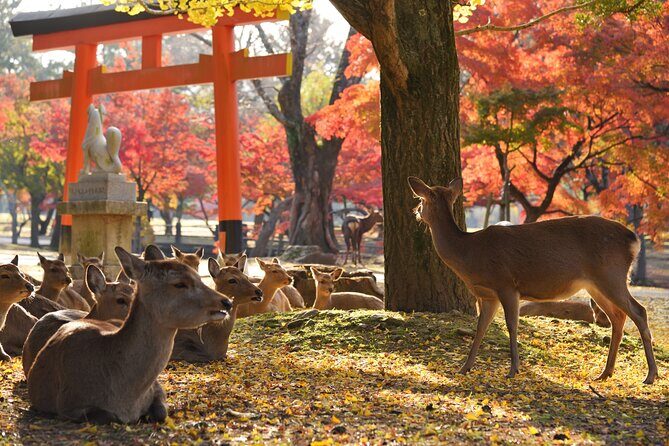 Nara Private Day Trip - Enjoy Your First-Time Visit to Nara! - Who Should Consider This Tour?