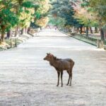 Nara : Private Day Walking Tour (From Osaka/Kyoto Possible) - What You Can Expect from the Nara Private Walking Tour