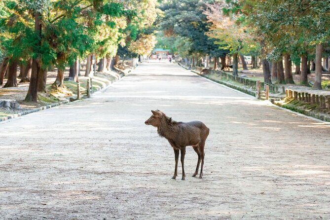 Nara : Private Day Walking Tour (From Osaka/Kyoto Possible) - What You Can Expect from the Nara Private Walking Tour