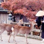 Nara Private Tour with Pick and Drop and English Speaking Driver - Who Will Appreciate This Tour?