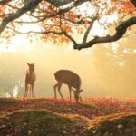 Nara: Sacred Morning Walk with Deer in the Mist - Who Should Consider This Tour?