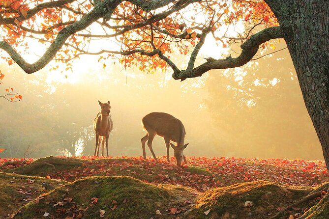 Nara: Sacred Morning Walk with Deer in the Mist - Who Should Consider This Tour?