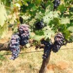 Nashik: Private Full-Day Wine Tour with Tastings From Mumbai - Lunch at Little Italy: A Taste of Italy in Nashik