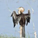 Negombo Lagoon Boat Safari From Negombo - The Experience Provider: What You Need to Know