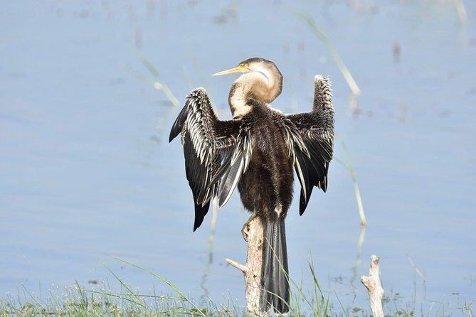 Negombo Lagoon Boat Safari From Negombo - The Experience Provider: What You Need to Know