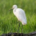 Negombo Lagoon & Muthurjawela Bird Watching Boat Tour - Authenticity and the Practical Side