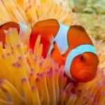 Nemo Island Experience with Drone Photos and Lunch - Authentic Experiences and Traveler Insights