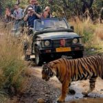 New Delhi: Jim Corbett National Park Safari (Tiger) Spotting - Who This Tour Is Best For