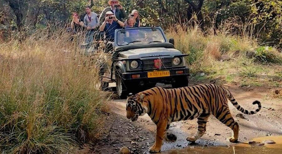 New Delhi: Jim Corbett National Park Safari (Tiger) Spotting - Who This Tour Is Best For
