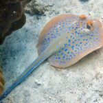 Night dive from the beach ( Start at Ko Kut) - Who Should Consider This Tour?