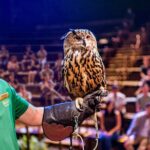 Night Safari Tickets with Tram Ride - A Detailed Look at the Night Safari Experience