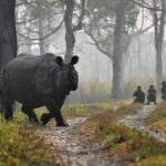 Night Stay in Chitwan National Park, 2 Nights 3 Days Package - Day 2: Safari and Jungle Tower Stay