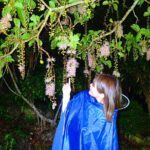 Night Tour in Iriomote: Watch the One-Night Flower Sagari-bana - A Detailed Look at the Sagari-bana Night Tour