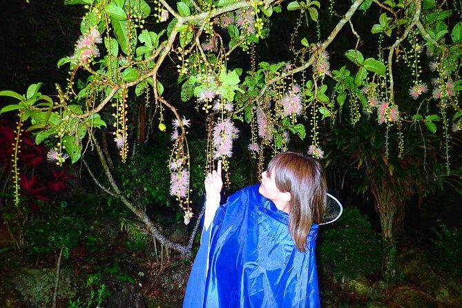 Night Tour in Iriomote: Watch the One-Night Flower Sagari-bana - A Detailed Look at the Sagari-bana Night Tour