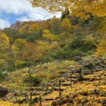 Niigata Private Customizable Full Day Tour - What You Can Expect from the Niigata Private Customizable Tour