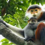 Ninh Binh: Cuc Phuong Jungle Trek, Wildlife & Ancient Caves - Practical Aspects and What to Know Before You Go